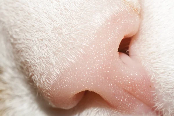 Котячий ніс крупним планом — стокове фото
