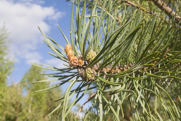 작은 녹색 pinecones — 스톡 사진