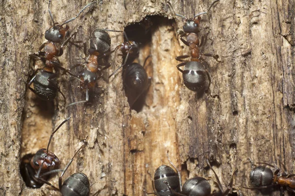 Ants on wooden plank — Stock Photo, Image