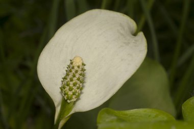 calla palustris