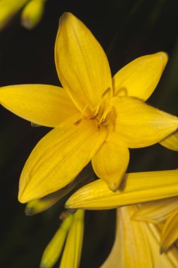 Sarı daylily çiçek