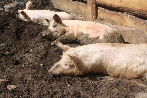 Свиньи в грязи — стоковое фото