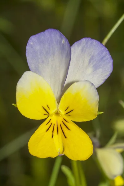 Bratek (viola tricolor) — Zdjęcie stockowe