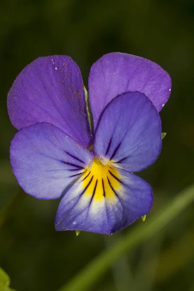 O maricas (viola tricolor ) — Fotografia de Stock