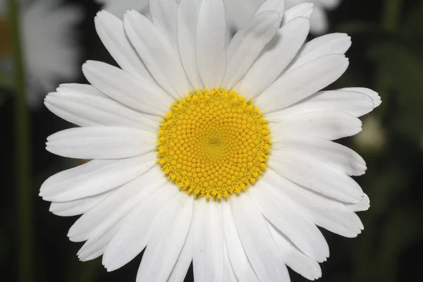 Flower of camomile — Stock Photo, Image