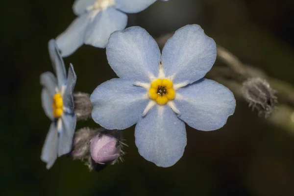 Blue forget-me-nots closeup — Stock Photo, Image