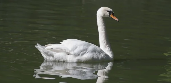 Swan on the water — Stock Photo, Image