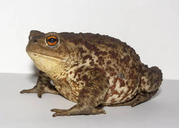 The ground toad — Stock Photo, Image