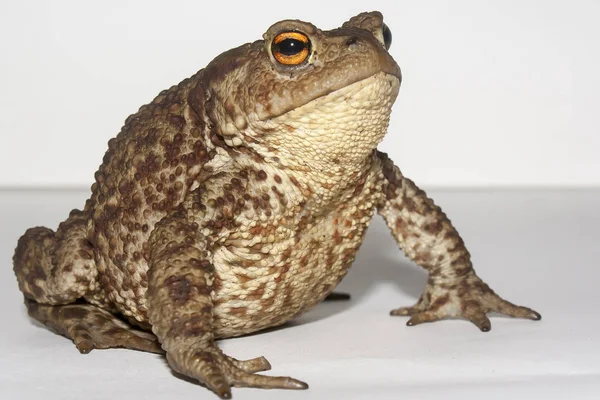 The ground toad — Stock Photo, Image