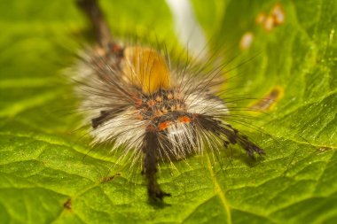büyük, kıllı tırtıl
