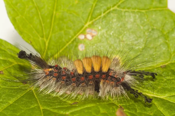 Firma caterpillar duże, Owłosione — Zdjęcie stockowe