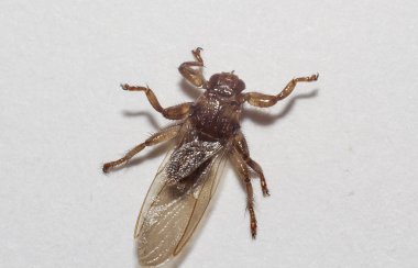 Lipoptena cervi portre