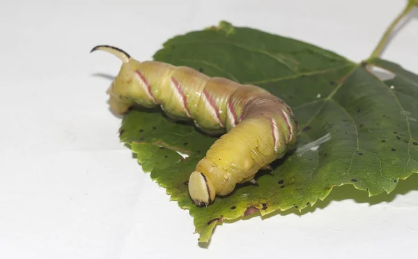 Raupe der Sphinx ligustri — Stockfoto