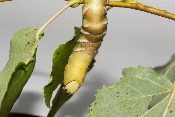 Raupe der Sphinx ligustri — Stockfoto