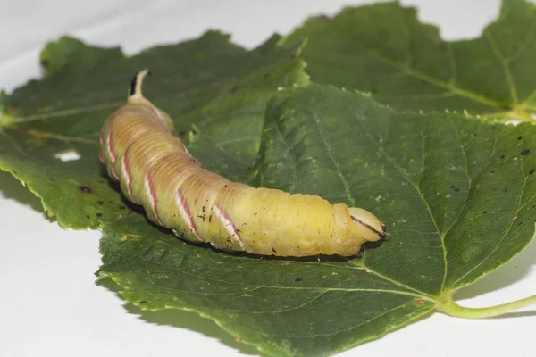 Raupe der Sphinx ligustri — Stockfoto