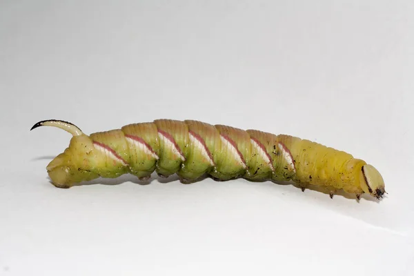Caterpillar sphinx ligustri — Zdjęcie stockowe