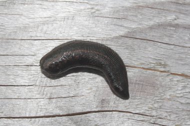 ahşap bir gemide sülük