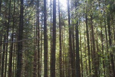 Ormanda güneşli bir gün