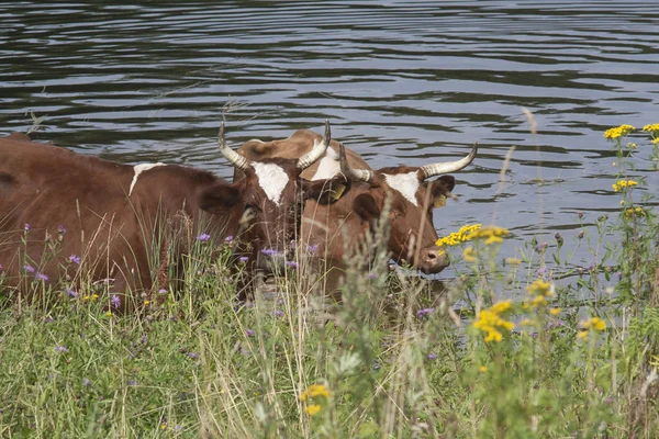 Cows in the lake — Stock Photo, Image