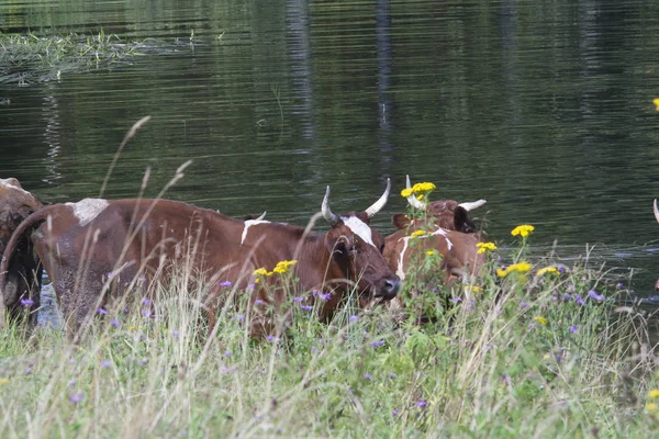 Kor i sjön — Stockfoto