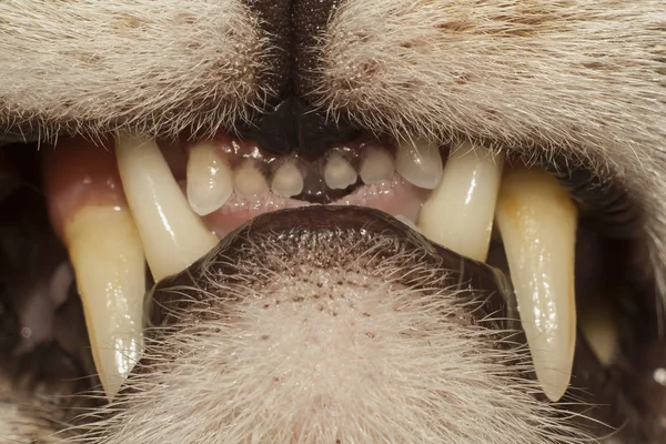 Zęby kota — Zdjęcie stockowe