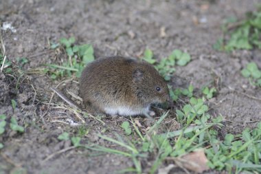 kahverengi hasat faresi