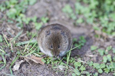 kahverengi hasat faresi