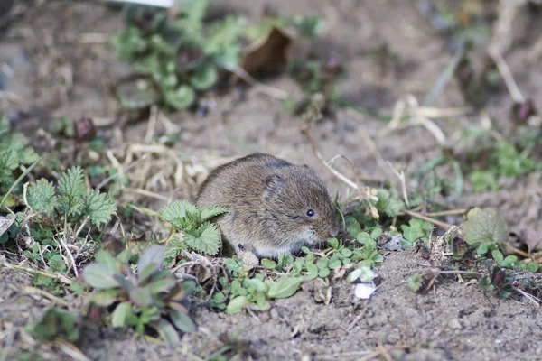 Mysz brunatna — Zdjęcie stockowe