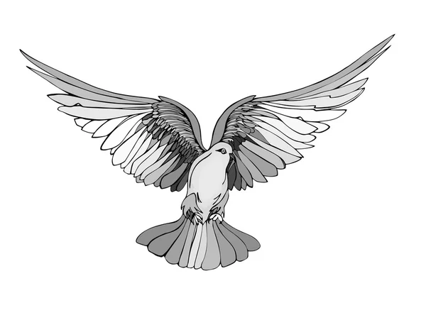 Paloma en vuelo libre. Aislado sobre fondo blanco. Monocromo — Foto de Stock
