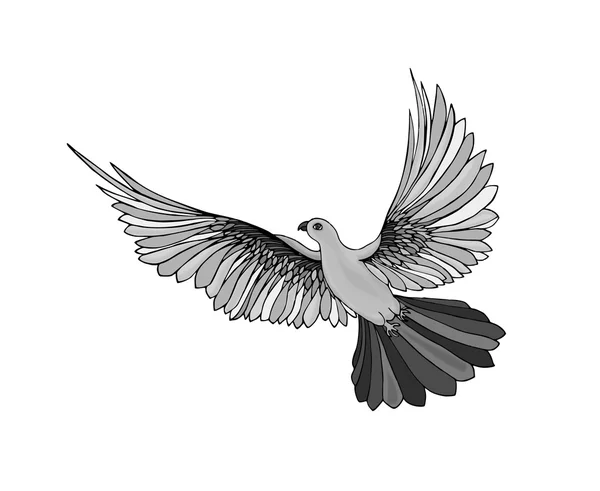 Dove in free flight. Isolated on white background. — Stock Photo, Image