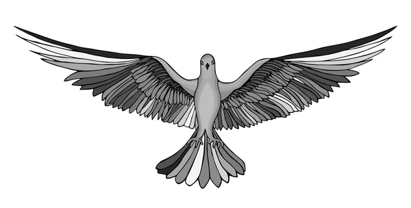 Taube im freien Flug. isoliert auf weißem Hintergrund. — Stockfoto