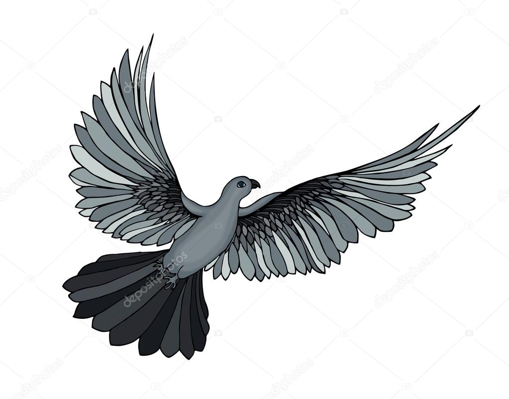 Dove in free flight. Isolated on white background.