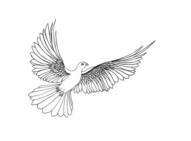 Serbest uçuş Being güvercin. Beyaz arka plan üzerinde izole. El ile çizilmiş