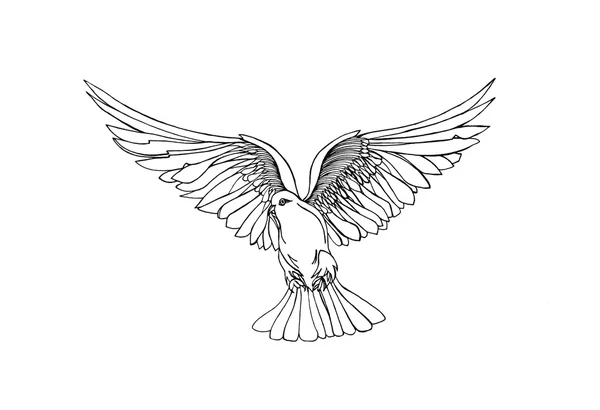 Serbest uçuş Being güvercin. Beyaz arka plan üzerinde izole. El ile çizilmiş — Stok fotoğraf