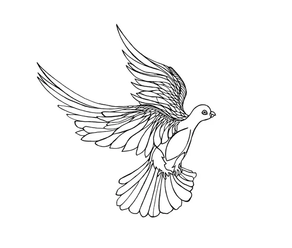 Paloma en vuelo libre. Aislado sobre fondo blanco. Dibujado a mano — Foto de Stock