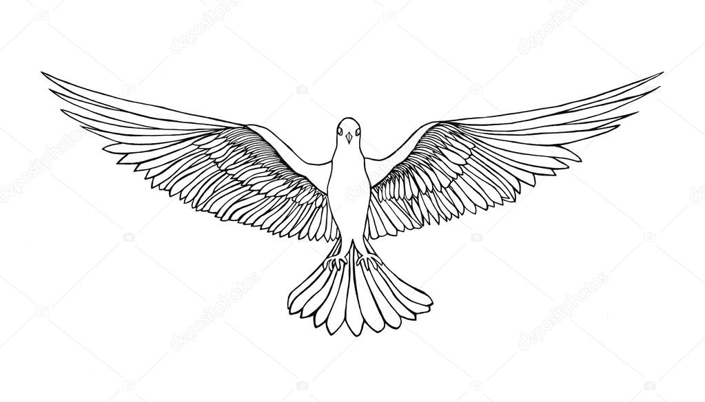 Dove in free flight. Isolated on white background. Drawn by hand