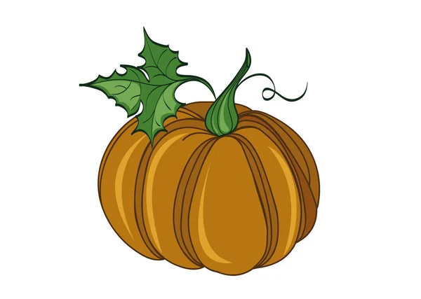 Calabaza. Ilustración vectorial sobre fondo blanco — Vector de stock