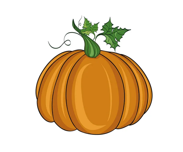 Pumpkin . illustration on white background — Stock Photo, Image