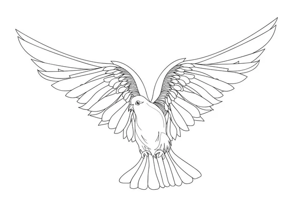 Paloma en vuelo libre. Vector aislado sobre fondo blanco. Dibujado — Archivo Imágenes Vectoriales