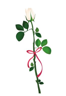 Bir beyaz çiçek pembe fiyonk ve kurdele ile. Rose. Tebrik kartı 