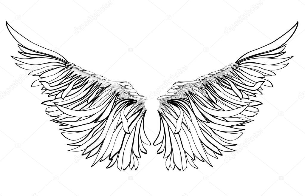 Wings. Vector illustration on white background. Black and white  