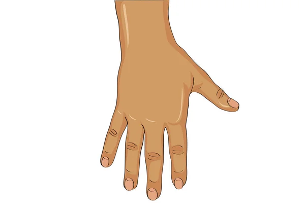 Back of the left hand. Vector. The palm down — Stock Vector