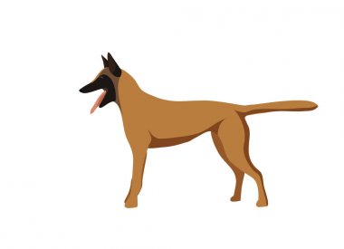 Kontrast köpekler. Belçika çoban köpeği Malinois. Sembol 2018