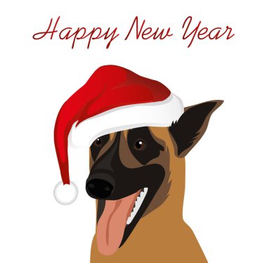 Yeni yıl Noel Baba şapkalı bir köpek. Belçika çoban Malinois