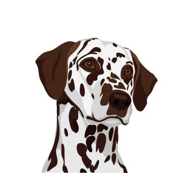 Dalmaçya ogs. Yıl 2018 sembolü. Vektör