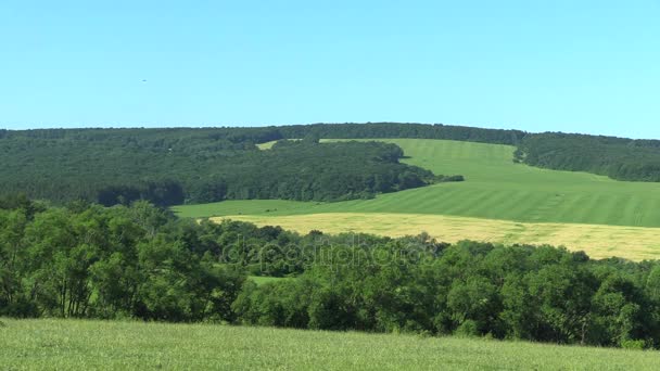 Prairies de montagnes vertes, ciel bleu et forêt, la réserve de biosphère — Video