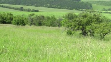 Yeşil dağların meadows, orman, Biyosfer rezervasyon 