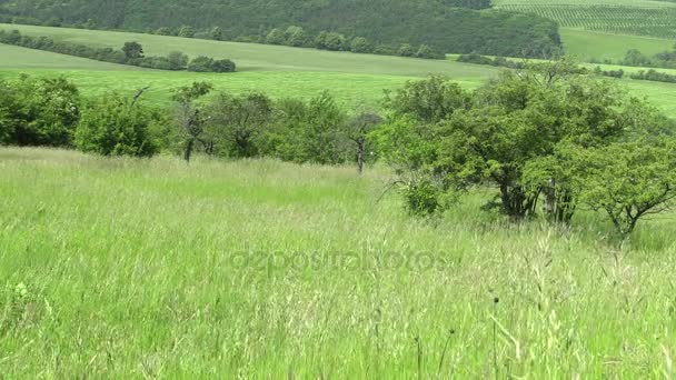 Prados de montanhas verdes, floresta, a reserva de biosfera — Vídeo de Stock