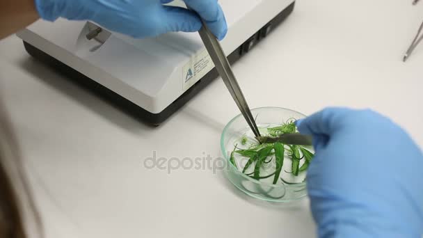 Donna ricercatrice medica preparazione cannabis — Video Stock