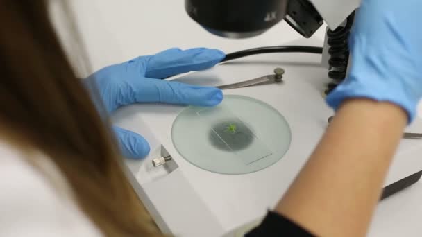 女人研究科学家医疗大麻显微镜 — 图库视频影像